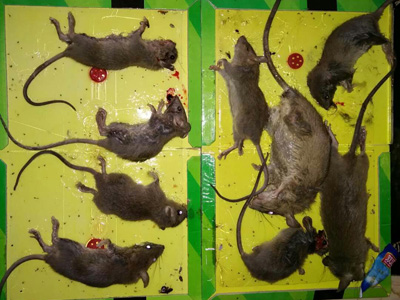 石家庄灭鼠服务