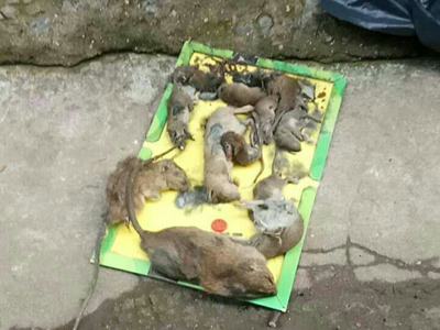 石家庄酒店灭鼠